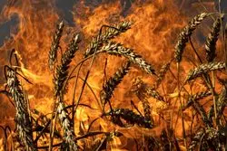 ۵ نرخ برای یک کالا / گندم خبازی ۹۰۰ تومان، گندم کشاورز ۵۰ هزار تومان!