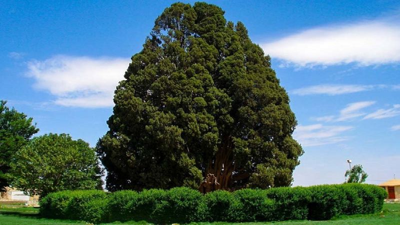 حیات پیرترین جاندار ایران به خطر افتاد؟