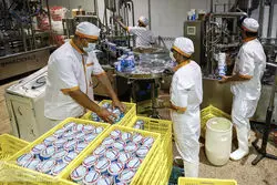 اعلام نرخ جدید شیرخام، مرغ و تخم‌مرغ به‌زودی؛ لبنیات دوباره گران می‌شود؟