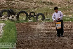 مزارع ایران  97 درصد کوچکتر از مزارع آمریکا