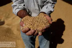 ارزش گندم‌های خریداری شده امسال؛ 2.5 برابر شد