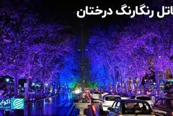 قاتل رنگارنگ درختان؛ نورپردازی درختان چه آسیبی به آن‌ها وارد می‌کند؟ 