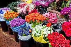 افتتاح فاز نخست بازار گل شادمان  

