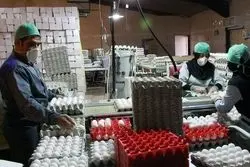 محدودیتی در صادرات تخم مرغ به عراق نداریم