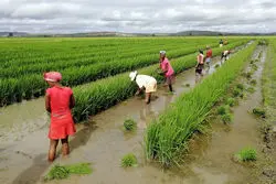 افت شاخص مواد غذایی فائو علی‌رغم صعود گندم