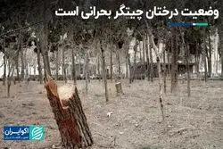 وضعیت درختان چیتگر بحرانی است  