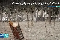 وضعیت درختان چیتگر بحرانی است  