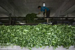 سومین برون سپاری وزارت جهاد کشاورزی؛ تنظیم بازار چای به بخش خصوصی واگذار شد