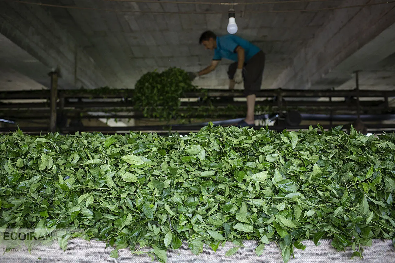 سومین برون سپاری وزارت جهاد کشاورزی؛ تنظیم بازار چای به بخش خصوصی واگذار شد