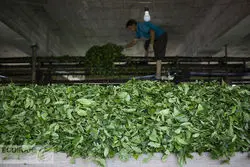  خرید اجباری چای داخلی کلید خورد