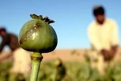 شالیزارهای برنج در تسخیر خشخاش؟ عضو کمیسیون بهداشت و درمان پاسخ داد