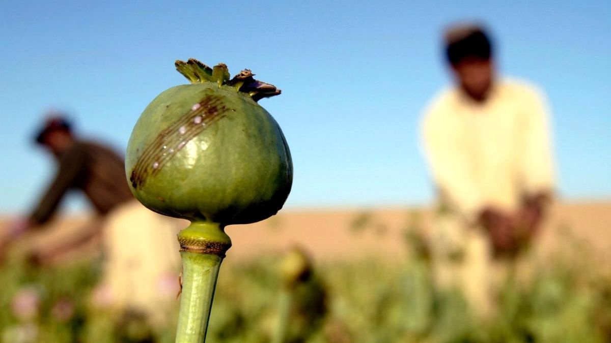 افغانستان در برزخ تریاک