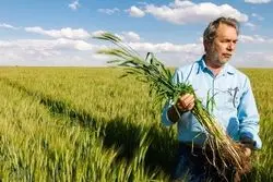 معامله‌گران گندم، منتظر ثبات یا دورخیز قیمتی؟