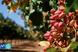 ماجرای عجیب ممنوعیت صادرات پسته ایران؛ ایمیل کانادایی‌ها بی‌پاسخ ماند