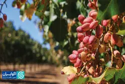 ماجرای عجیب ممنوعیت صادرات پسته ایران؛ ایمیل کانادایی‌ها بی‌پاسخ ماند