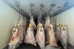 ارسال اولین محموله گوشت از کنیا به ایران؛ گوشت‌ تنظیم‌بازاری چند؟  