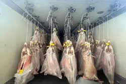 ارسال اولین محموله گوشت از کنیا به ایران؛ گوشت‌ تنظیم‌بازاری چند؟  