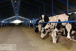 توزیع نهاده‌های دامی وارداتی با ارز دولتی در بازار آزاد