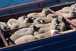 برنامه جدید دولت برای بازار گوشت/ دام پاکستانی جایگزین ایرانی!