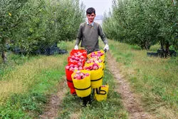 ضوابط جدید صادرات سیب اعلام شد 