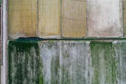 نابودی 80 درصد مزارع دیم به دلیل خشکسالی