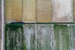 نابودی 80 درصد مزارع دیم به دلیل خشکسالی