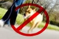 پلیس : ورود سگ به پارک ها جرم مشهوداست/ یادآوری یک طرحی قدیمی

