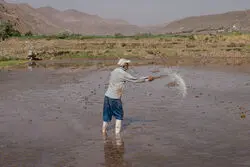 اطلاعیه مهم وزارت کشاورزی برای برنجکاران 