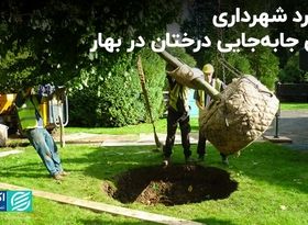 شگرد شهرداری برای جابه‌جایی درختان در بهار