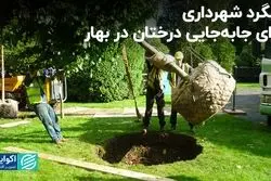 شگرد شهرداری برای جابه‌جایی درختان در بهار