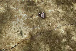 این دریاچه مازندران در آستانه خشک شدن کامل است + عکس