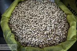 قیمت جدید لوبیا چیتی در بازار مشخص شد/ گران نخرید