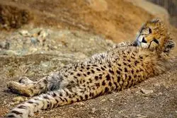 احتمال دیالیز دائمی پیروز / دستگاه دیالیز حیوانی در ایران وجود ندارد