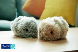 شرکت کاسیو بازار حیوانات خانگی را تسخیر می‌کند؟