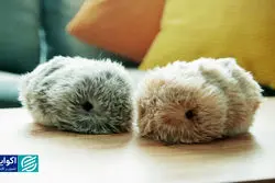 شرکت کاسیو بازار حیوانات خانگی را تسخیر می‌کند؟