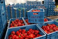 رفع محدودیت صادرات فلفل دلمه ای به روسیه تا یکماه آینده