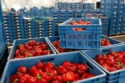 رفع محدودیت صادرات فلفل دلمه ای به روسیه تا یکماه آینده