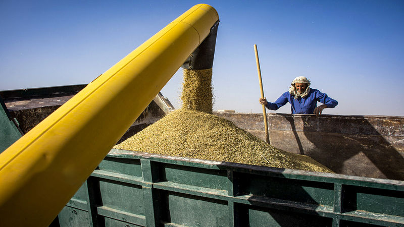 خرید داخلی گندم به 5.6 میلیون تن رسید