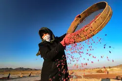 تغییر چشمگیر مسیر شغلی زنان در ۲۰ سال اخیر؛ کار کشاورزی به حاشیه رفت