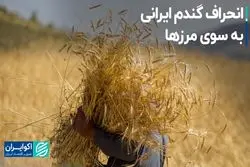 انحراف گندم ایرانی به سوی مرزها