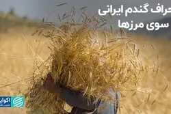 انحراف گندم ایرانی به سوی مرزها