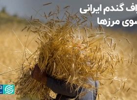 انحراف گندم ایرانی به سوی مرزها