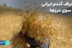انحراف گندم ایرانی به سوی مرزها