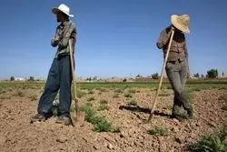کوچ شاغلین از کشاورزی؛ خشکسالی گریبان کشاورزی را رها نمی‌کند