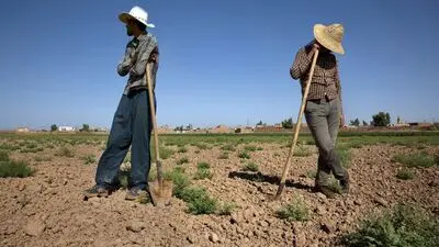 اُفت نقطه به نقطه تورم پیشران محصولات کشاورزی در آذر 1402