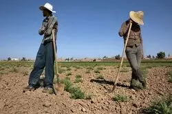 معدن، کشاورزی و صنعت ساخت جا مانده از برنامه توسعه /  8 فصل منفی برای کشاورزی