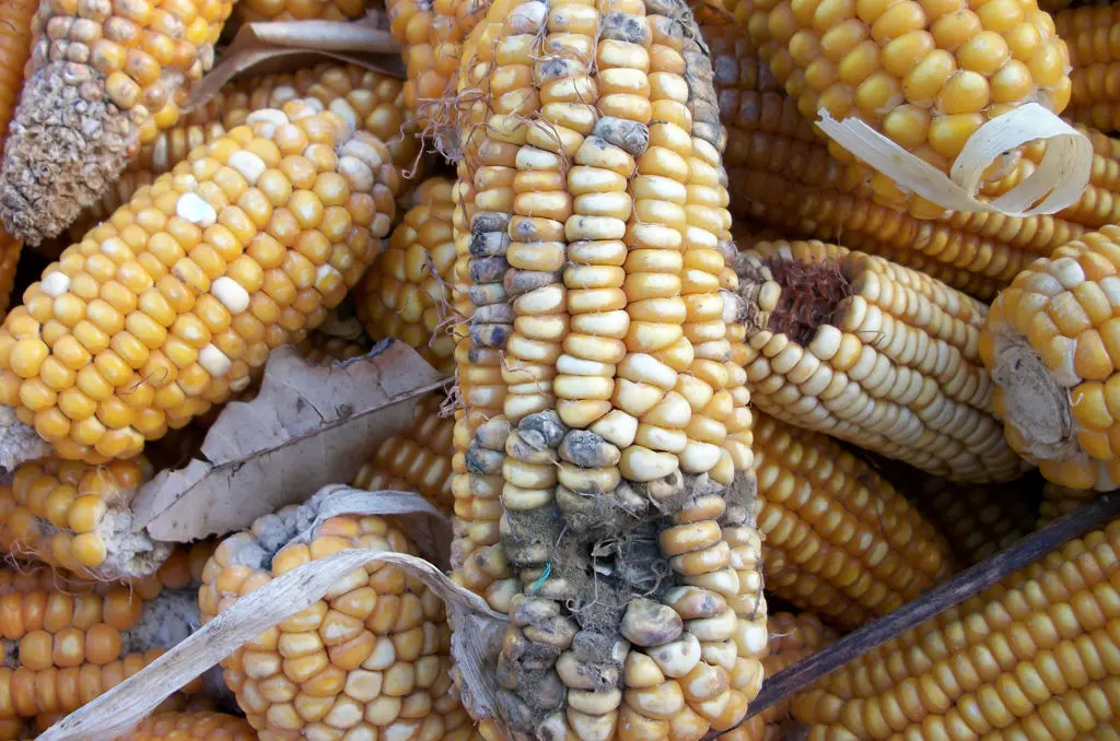 ارز 4200 در بنادر به حشرات می رسد! 