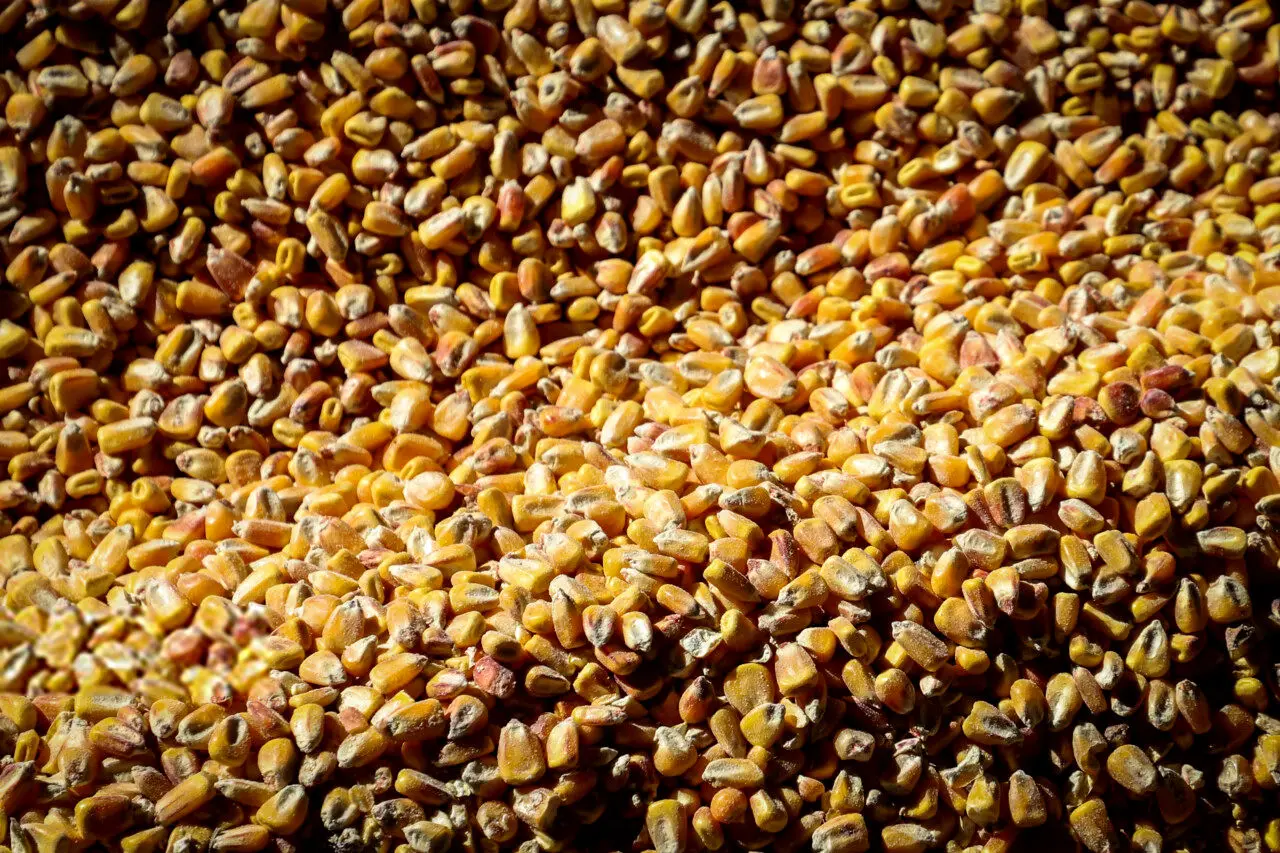 نهاده دامی نرسید/ ۷۵ درصد کارخانجات خوراک دام تعطیل شده‌اند؟