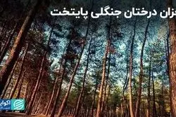 خشکی و آفت‌زدگی درختان پارک‌های جنگلی تهران