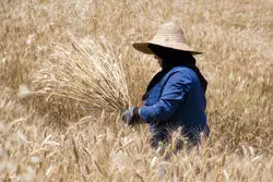 فوری/ نرخ گندم مشخص شد